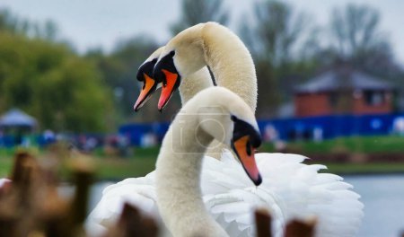 Foto de Cisnes blancos en el lago - Imagen libre de derechos