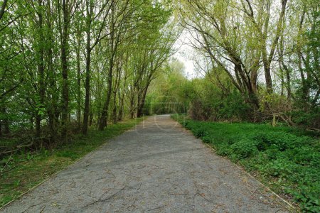 Foto de Árboles en Bedford Park, Inglaterra, Reino Unido - Imagen libre de derechos