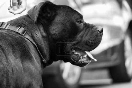 Photo for Dog at Wardown Park, Luton, England, United Kingdom - Royalty Free Image