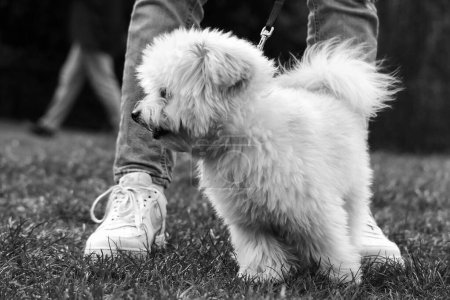 Foto de Dog at Wardown Park, Luton, Inglaterra, Reino Unido - Imagen libre de derechos