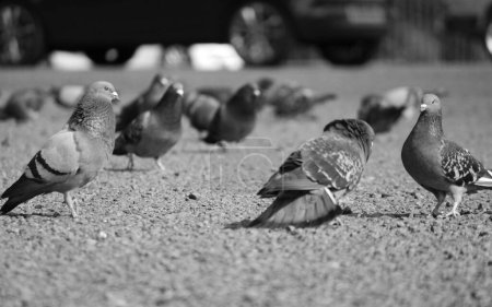 Téléchargez les photos : Pigeons dans le parc - en image libre de droit