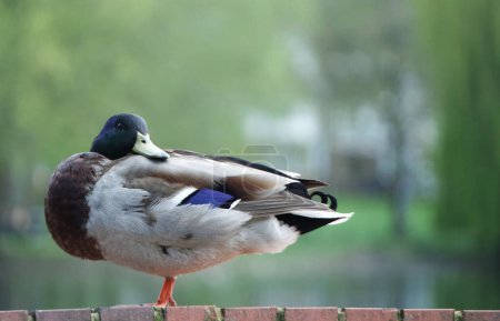 Photo for Mallard duck on a wooden fence - Royalty Free Image