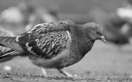 Téléchargez les photos : Photo noir et blanc de pigeon oiseau - en image libre de droit