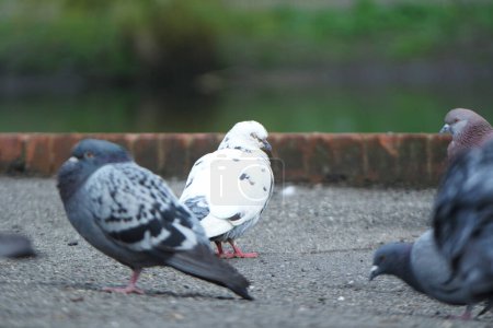 Téléchargez les photos : Pigeons dans la rue - en image libre de droit