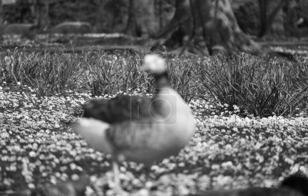 Foto de Foto en blanco y negro del pájaro en el parque - Imagen libre de derechos