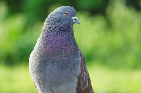 Téléchargez les photos : Oiseau dans un parc - en image libre de droit