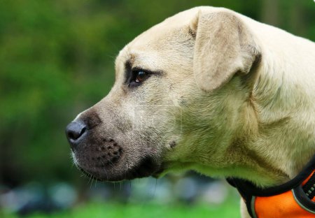Téléchargez les photos : Luton, Angleterre, Royaume-Uni - 30 avril 2023 : chien à Wardown Park - en image libre de droit