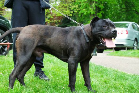 Photo for Luton, England, United Kingdom - April 30, 2023: dog in Wardown Park - Royalty Free Image