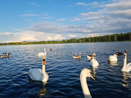 Téléchargez les photos : Milton Keynes, Angleterre, Royaume-Uni - 11 mai 2023 : Vue du parc Willen Lake. Willen Lake est une attraction touristique et un parc public à Milton Keynes, Buckinghamshire - en image libre de droit
