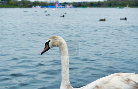 Photo for Beautiful white swan at Willen Lake, Milton Keynes, United Kingdom - Royalty Free Image