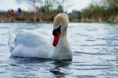 Photo for Beautiful white swan at Willen Lake, Milton Keynes, United Kingdom - Royalty Free Image