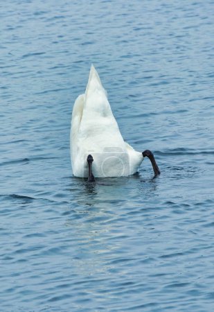 Foto de Hermoso cisne blanco en Willen Lake, Milton Keynes, Reino Unido - Imagen libre de derechos