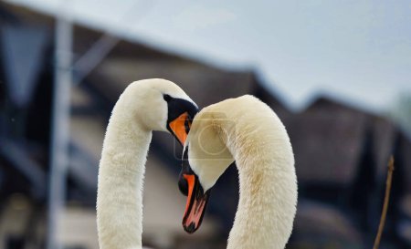 Téléchargez les photos : Beaux cygnes blancs au lac Willen, Milton Keynes, Royaume-Uni - en image libre de droit