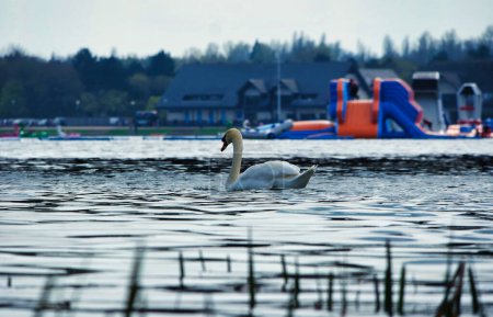 Téléchargez les photos : Magnifique cygne blanc au lac Willen, Milton Keynes, Royaume-Uni - en image libre de droit