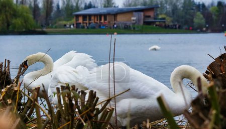 Foto de Hermosos cisnes blancos en Willen Lake, Milton Keynes, Reino Unido - Imagen libre de derechos