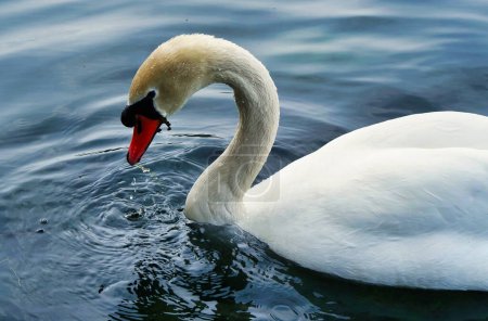 Téléchargez les photos : Magnifique cygne blanc au lac Willen, Milton Keynes, Royaume-Uni - en image libre de droit