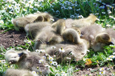 Photo for Cute ducklings in the green grass - Royalty Free Image