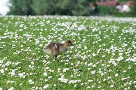 Photo for A little cute baby duck in the green grass - Royalty Free Image