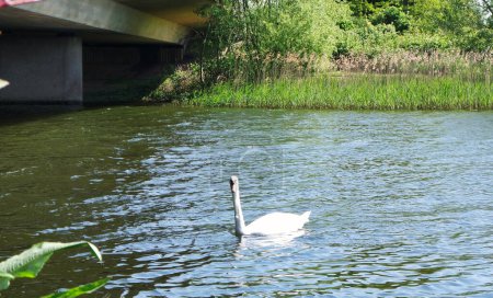 Foto de Cisne blanco en el lago - Imagen libre de derechos
