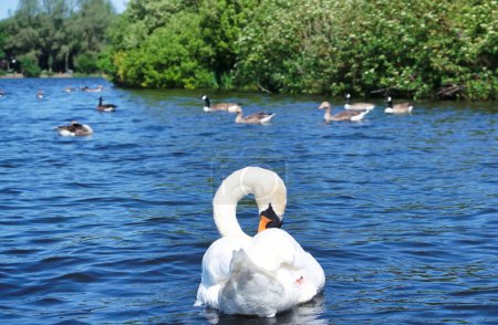 Photo for White swan on the lake - Royalty Free Image