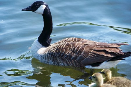 Téléchargez les photos : Canard et canetons au lac Caldecotte - en image libre de droit