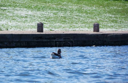 Téléchargez les photos : Canard sur le lac - en image libre de droit