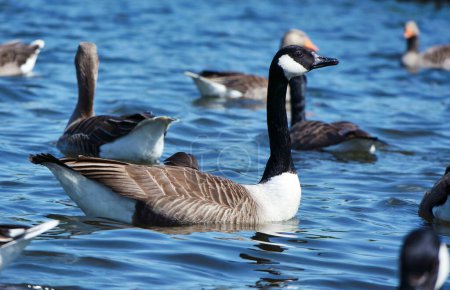 Téléchargez les photos : Canards au lac Caldecotte - en image libre de droit