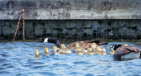 Foto de Patos y patitos en el lago Caldecotte - Imagen libre de derechos