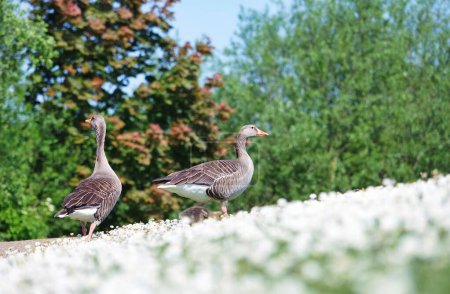 Téléchargez les photos : Canards sur l'herbe - en image libre de droit