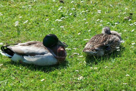 Téléchargez les photos : Canards sur l'herbe - en image libre de droit