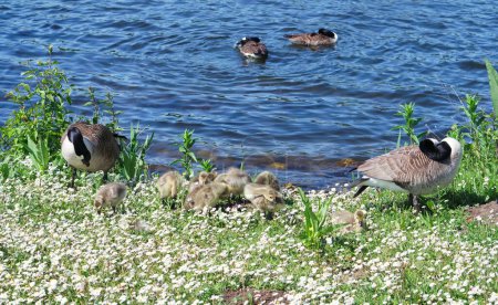 Téléchargez les photos : Canards au lac Caldecotte - en image libre de droit