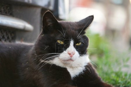 Téléchargez les photos : Portrait d'un chat noir et blanc dans la rue - en image libre de droit