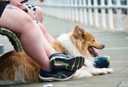 Téléchargez les photos : Londres, Angleterre, Royaume-Uni - Juin 8, 2023 : chien mignon au pont de Londres - en image libre de droit