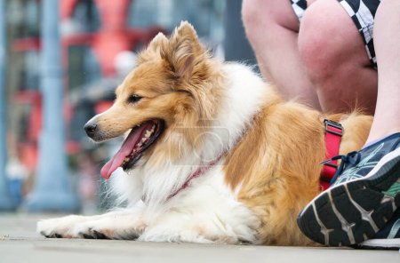 Téléchargez les photos : Londres, Angleterre, Royaume-Uni - Juin 8, 2023 : chien mignon au pont de Londres - en image libre de droit
