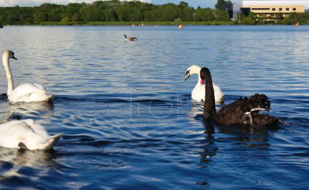 Téléchargez les photos : Cygnes noirs et blancs au lac Willen, Angleterre, Royaume-Uni - en image libre de droit