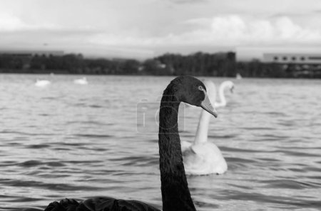 Foto de Cisnes blancos y negros en Willen Lake, Inglaterra, Reino Unido - Imagen libre de derechos