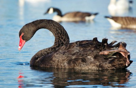Photo for Black swan at Willen Lake, England, United Kingdom - Royalty Free Image