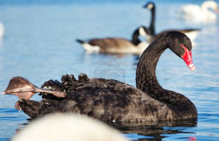 Téléchargez les photos : Cygne noir au lac Willen, Angleterre, Royaume-Uni - en image libre de droit