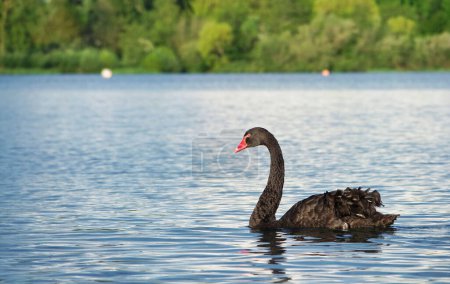Foto de Cisne negro en Willen Lake, Inglaterra, Reino Unido - Imagen libre de derechos