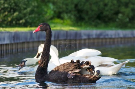 Photo for Black and white swans at Willen Lake, England, United Kingdom - Royalty Free Image