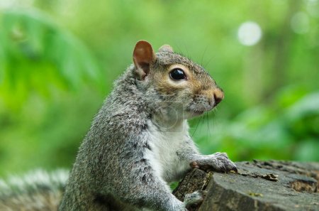 Cute Squirrel im Wardown Park von Luton, England, UK