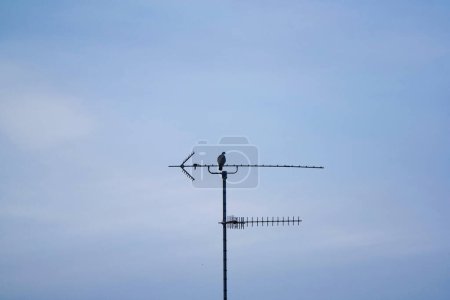 Téléchargez les photos : Antenne TV sur le toit - en image libre de droit