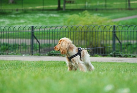 Foto de Lindo perro en un parque público, Inglaterra, Reino Unido - Imagen libre de derechos