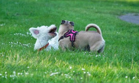 Téléchargez les photos : Deux chiens mignons dans un parc public, Angleterre, Royaume-Uni - en image libre de droit