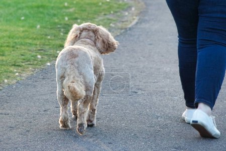 Foto de Cute Pet Dog paseando en el Parque Público Local de Londres Inglaterra Reino Unido - Imagen libre de derechos