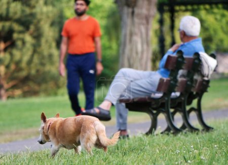 Téléchargez les photos : Chien de compagnie mignon en promenade au parc public local de Londres Angleterre Royaume-Uni - en image libre de droit