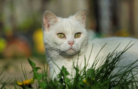 Téléchargez les photos : Chat persan mignon pose dans un jardin à la maison à Luton Town en Angleterre Royaume-Uni - en image libre de droit