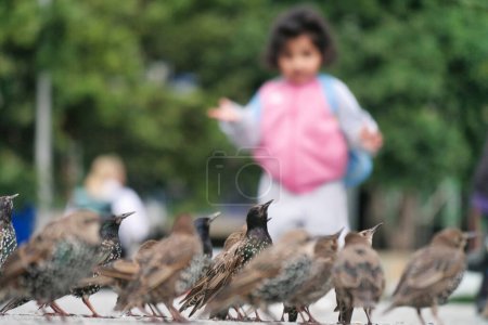 Photo for Very Cute Little Bird at Jubilee Gardens Park at London eye, Westminster, Central London Capital City of England UK. Image Was Captured on August 2nd, 2023 - Royalty Free Image