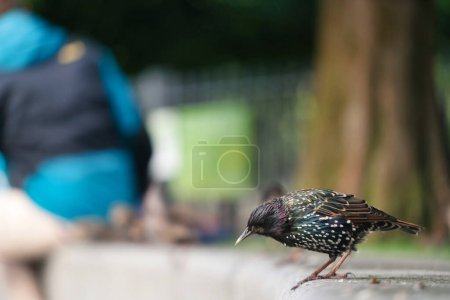 Photo for Very Cute Little Bird at Jubilee Gardens Park at London eye, Westminster, Central London Capital City of England UK. Image Was Captured on August 2nd, 2023 - Royalty Free Image