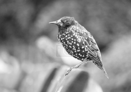 Téléchargez les photos : Very Cute Little Bird at Jubilee Gardens Park at London eye, Westminster, Central London Capital City of England Royaume-Uni. Image prise le 2 août 2023 - en image libre de droit
